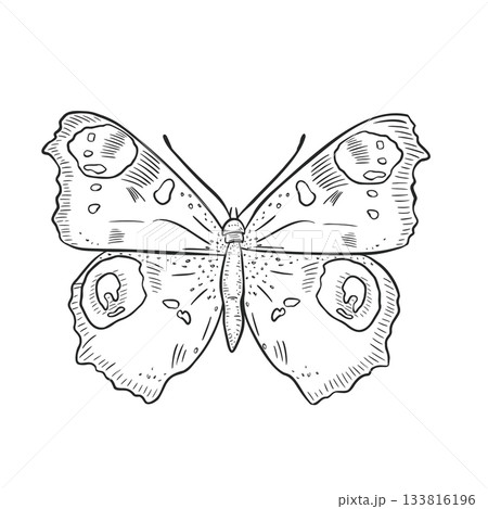 Hand drawn peacock eye butterfly vector black white illustration. Decorative butterfly with eye spots outline for adult coloring book or artistic tattoo. Butterfly engraving for nature concept design. 133816196