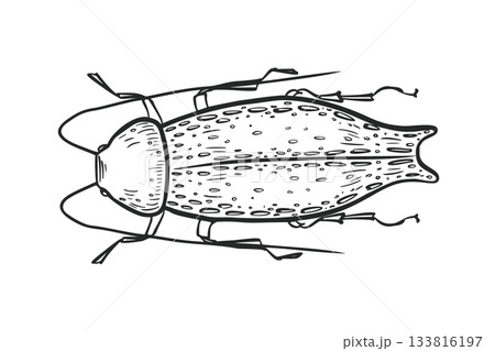 Elongated beetle vector illustration in black and white sketch style. Hand drawn stylized insect graphic for nature and biology design. Weevil outline drawing. Long legged beetle line art. Elongated beetle vector illustration in black and white sketch style. Hand drawn stylized insect graphic for nature and biology design. Weevil outline drawing. Long legged beetle line art. 133816197