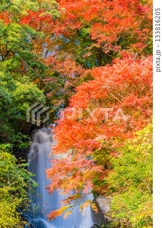 【静岡県】富士宮の朝日滝 紅葉期 【静岡県】富士宮の朝日滝 紅葉期 133816205