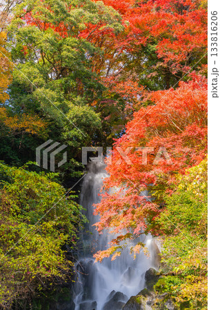 【静岡県】富士宮の朝日滝 紅葉期 【静岡県】富士宮の朝日滝 紅葉期 133816206