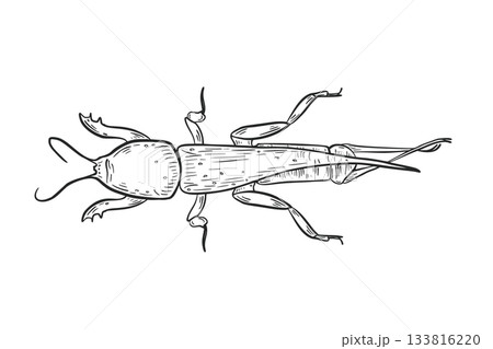 Black and white mole cricket insect vector art. Hand drawn detailed illustration of underground beetle for biology lesson, nature concept. Outline drawing beetle Gryllotalpa for entomology science. 133816220