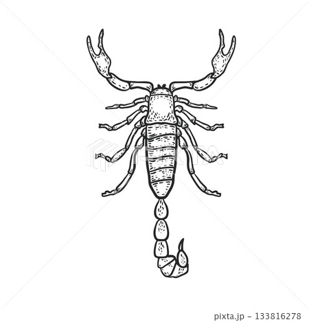 Scorpion vector engraving style. Hand drawn monochrome sketch illustration of a dangerous insect. Scorpio zodiac sign black white drawing for tattoo, t-shirt print or biological education design. Scorpion vector engraving style. Hand drawn monochrome sketch illustration of a dangerous insect. Scorpio zodiac sign black white drawing for tattoo, t-shirt print or biological education design. 133816278