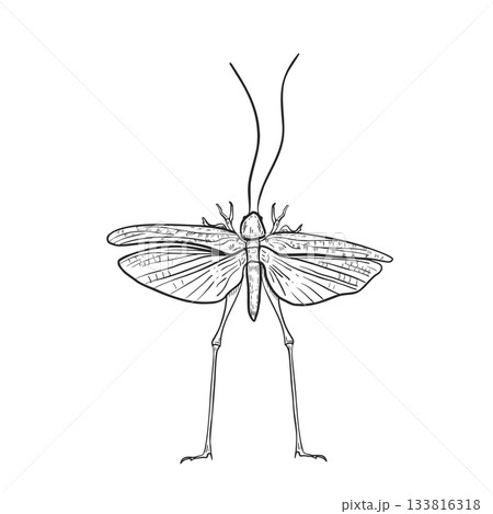Grasshopper spread wings black white vector illustration. Insect encyclopedia line art locust. Hand drawn suborder orthoptera outline for biology education. Vintage graphic entomology science drawing. 133816318