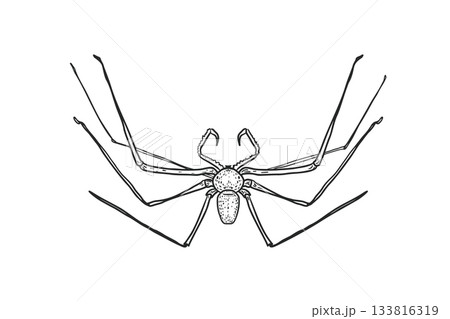 Vector illustration creepy daddy long legs spider, hand drawn engraving style. Insect and arachnid black white drawing for Halloween. Whip spider outline for educational material, encyclopedia. 133816319