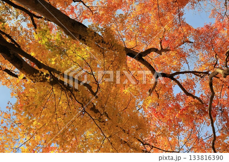 見上げるモミジのアーチ 133816390