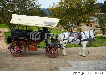 滋賀県 観光養老牧場 メタセコイアと馬の森 滋賀県 観光養老牧場 メタセコイアと馬の森 133816421