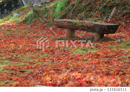 紅葉の絨毯に佇む木製ベンチ 133816511
