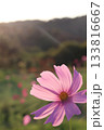 ピンクのコスモス 133816667