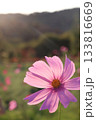 ピンクのコスモス 133816669
