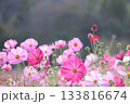 ピンクのコスモス 133816674