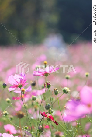 ピンクのコスモス 133816675