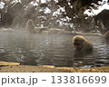 温泉に浸かるニホンザル 133816699