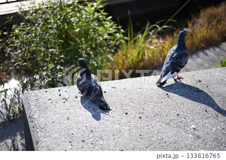 鳩の人生相談 鳩の人生相談 133816765