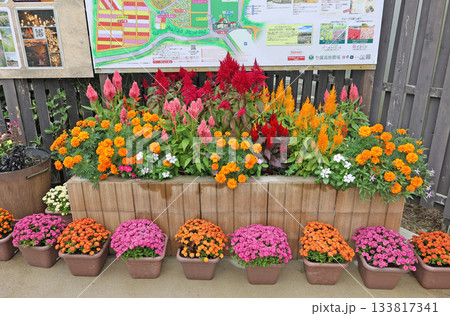 世羅高原の花壇 133817341