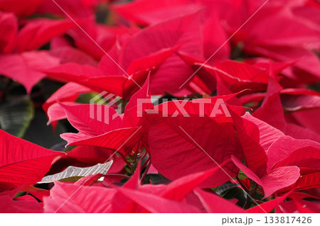 lot of poinsettia euphorbia pulcherrima Christmas red plant 133817426