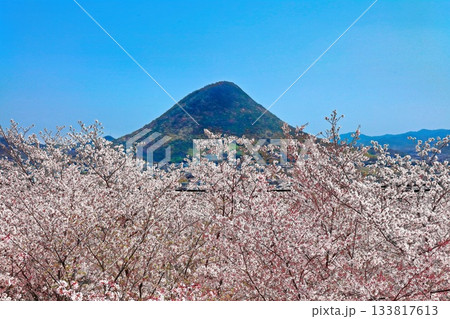 【香川県】丸亀城本丸から見た二の丸に咲く桜と飯野山（讃岐富士） 133817613