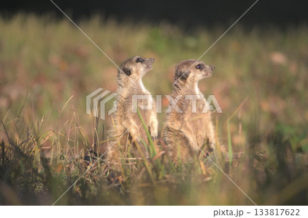 前を見るミーアキャットと上を見るミーアキャット 前を見るミーアキャットと上を見るミーアキャット 133817622