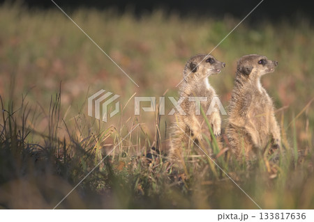 並んで遠くを眺める二匹のミーアキャット 133817636