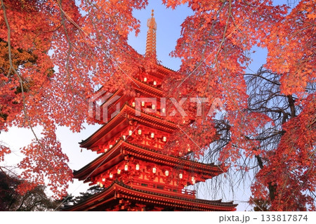 日野市高幡不動尊　五重塔と紅葉　ライトアップ 133817874