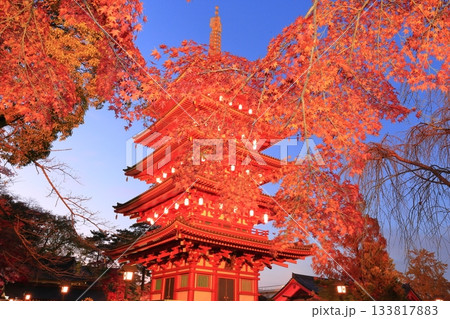 日野市高幡不動尊 五重塔と紅葉 ライトアップ 日野市高幡不動尊 五重塔と紅葉 ライトアップ 133817883