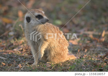 片足を上げて用心深い表情のミーアキャット 片足を上げて用心深い表情のミーアキャット 133818057