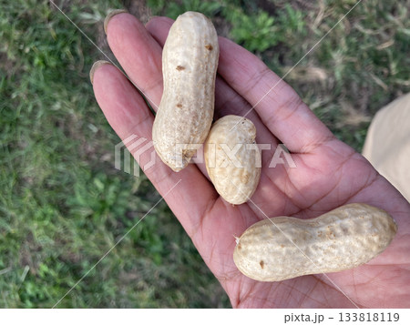 巨大落花生「おおまさり」と農家の手 133818119