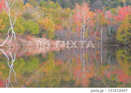 《長野県》乗鞍高原・まいめの池《秋》 133818407