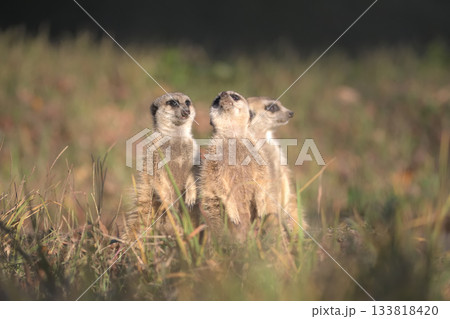 見る向きがそれぞれ別の三匹のミーアキャット 133818420