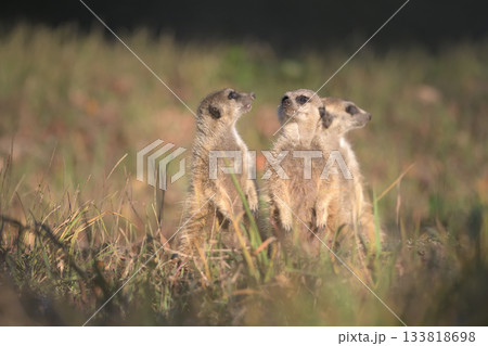 飛び交うカラスの群れを目で追う三匹のミーアキャット 133818698