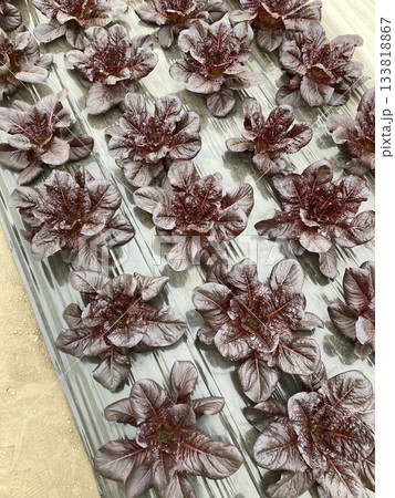 生育中の銅葉ロメインレタス（赤ロメイン） 133818867