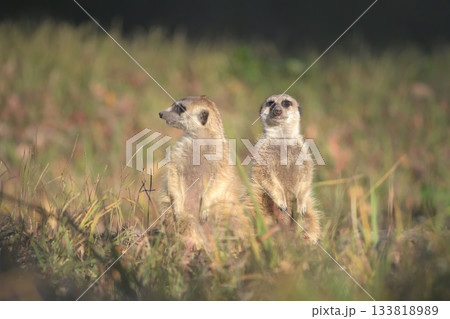 夕方のにぎやかなカラスの行動に困惑するミーアキャット 夕方のにぎやかなカラスの行動に困惑するミーアキャット 133818989
