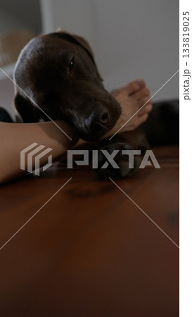 Charming Brown Dog Relaxing Comfortably While Resting on a Wooden Table with Love and Joy 133819025