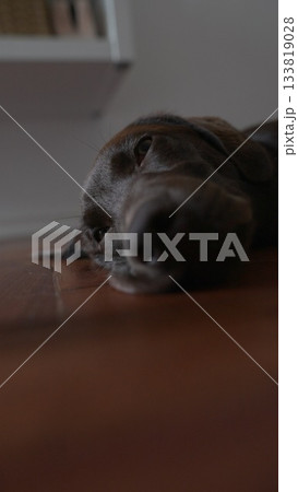 A Resting Dog Lying on a Wooden Floor Surrounded by Soft, Gentle Lighting and Warmth 133819028