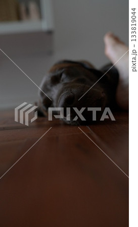 A resting dog and a gentle foot are found in a warm and comfortable home environment A resting dog and a gentle foot are found in a warm and comfortable home environment 133819044