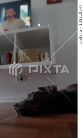 A Tranquil and Relaxing Dog Happily Enjoying Comfort in a Cozy Living Room Setting A Tranquil and Relaxing Dog Happily Enjoying Comfort in a Cozy Living Room Setting 133819047