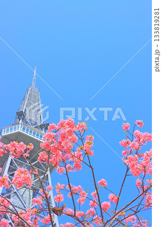 愛知県名古屋市、河津桜と名古屋テレビ塔の風景 愛知県名古屋市、河津桜と名古屋テレビ塔の風景 133819281