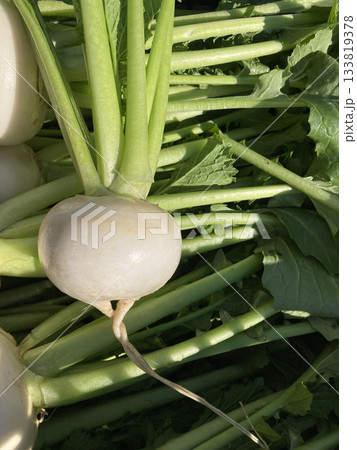 根っこがねじれたユニークなカブ（ねじねじ） 133819378