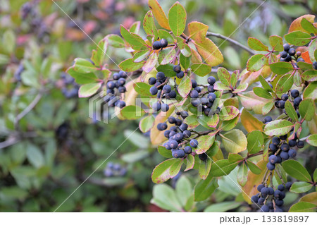 車輪梅の木と黒い実 133819897