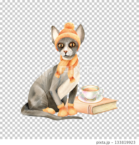 Sphynx cat in warm clothes. Hairless kitty in knitted hat, scarf, socks is sitting in front of book, cup of tea. Watercolor isolated character illustration. Vintage style, winter, autumn cozy clipart 133819923