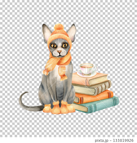 Sphynx cat in knitted hat, scarf, socks is sitting in front of stack of books, cup of tea. Hairless Kitty in warm clothes. Watercolor isolated illustration. Vintage style, winter, autumn cozy clipart 133819926
