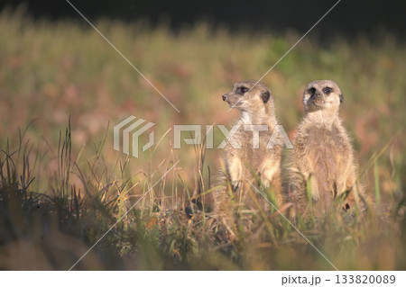 今日最後の太陽の光を浴びるミーアキャット 今日最後の太陽の光を浴びるミーアキャット 133820089