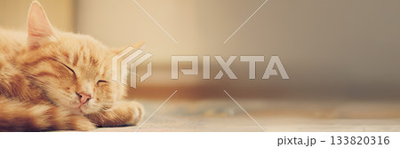 Little Red Kitten Sleeping On Bed Little Red Kitten Sleeping On Bed 133820316