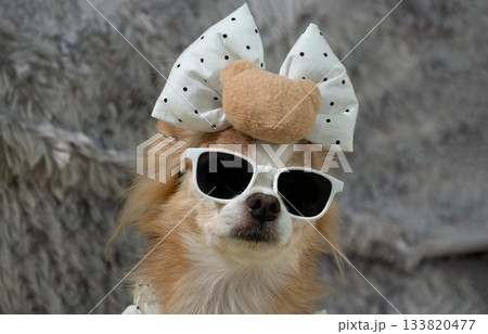 Wearing white-framed sunglasses and a matching bow, a small, long-haired chihuahua with light brown and white fur sat for a close-up. 133820477