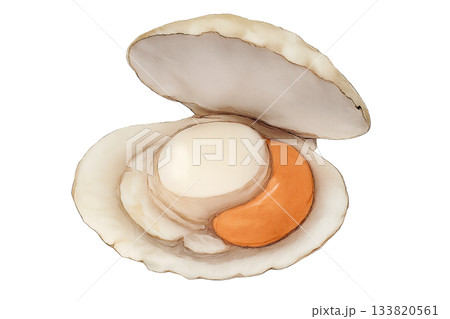 殻を開いたホタテの断面イラスト（水彩・背景透過） 133820561