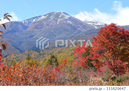 【長野県】乗鞍高原・一の瀬園地の大カエデ 【長野県】乗鞍高原・一の瀬園地の大カエデ 133820647