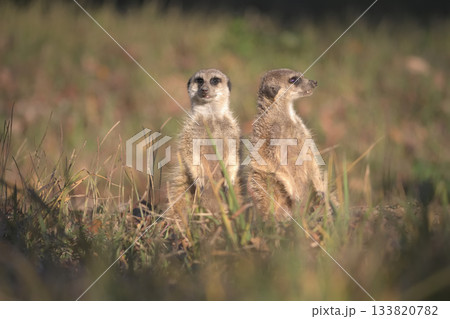 太陽というのはなかなか沈まないものだなと感心するミーアキャット 133820782