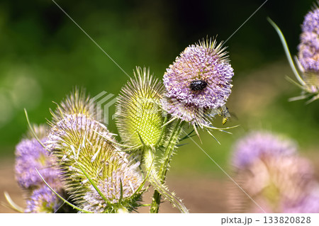 Wild Teasel Flower Head with Pollinators. Close-up shot of spiky, cone-shaped wild teasel (Dipsacus fullonum) flower head, featuring delicate purple blossoms and two small insects. 133820828