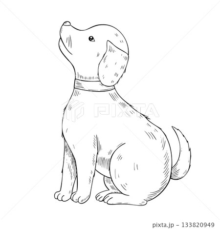 Sitting Dog vector drawing. Illustration of Puppy for vintage pet design. Engraving of domestic canine animal in etching style painted by black inks on isolated background. Vintage art of friend. Sitting Dog vector drawing. Illustration of Puppy for vintage pet design. Engraving of domestic canine animal in etching style painted by black inks on isolated background. Vintage art of friend. 133820949