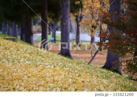 紅葉と落ち葉が彩るイチョウ並木の遊歩道 紅葉と落ち葉が彩るイチョウ並木の遊歩道 133821260