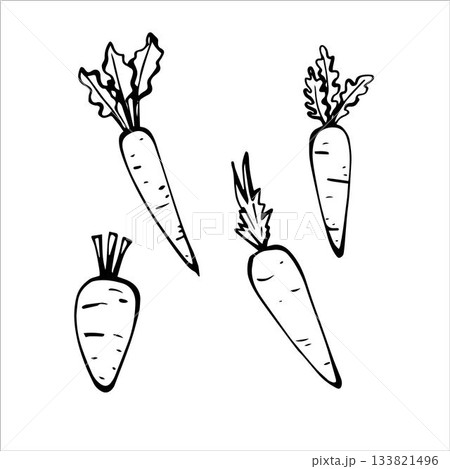 Carrot, hand drawn ink sketches Carrot, hand drawn ink sketches 133821496